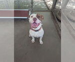 Small Mutt