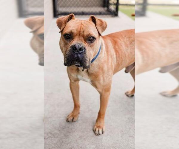 Medium Photo #2 Bull-Boxer Puppy For Sale in Rockwall, TX, USA