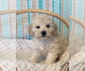 Maltese-Poodle (Toy) Mix Puppy for sale in SENECA FALLS, NY, USA