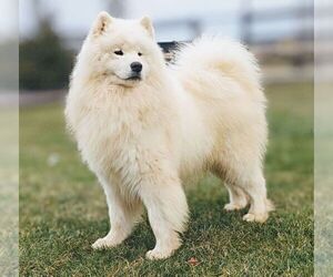 Father of the Samoyed puppies born on 05/03/2026