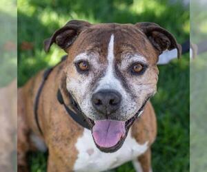 Boxer-Unknown Mix Dogs for adoption in San Diego, CA, USA