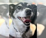 Small #1 Rat Terrier Mix