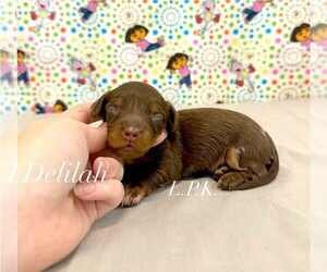 Dachshund Puppy for sale in WINNSBORO, LA, USA