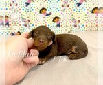 Image preview for Ad Listing. Nickname: Mini Delilah