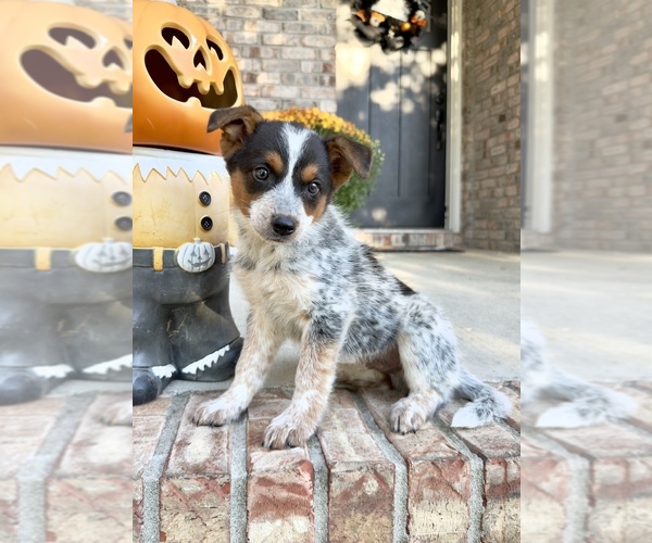 Medium Photo #4 Australian Cattle Dog Puppy For Sale in GREENFIELD, IN, USA