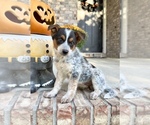 Small #3 Australian Cattle Dog