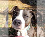 Small #6 American Pit Bull Terrier-American Staffordshire Terrier Mix