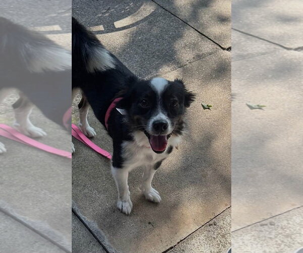 Medium Photo #3 Mutt Puppy For Sale in Germantown, OH, USA