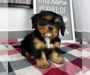 Shorkie Tzu Dog for Adoption in FRANKLIN, Indiana USA