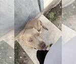 Small American Staffordshire Terrier