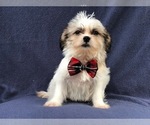 Small Photo #1 Poodle (Miniature)-Shorkie Tzu Mix Puppy For Sale in LAKELAND, FL, USA