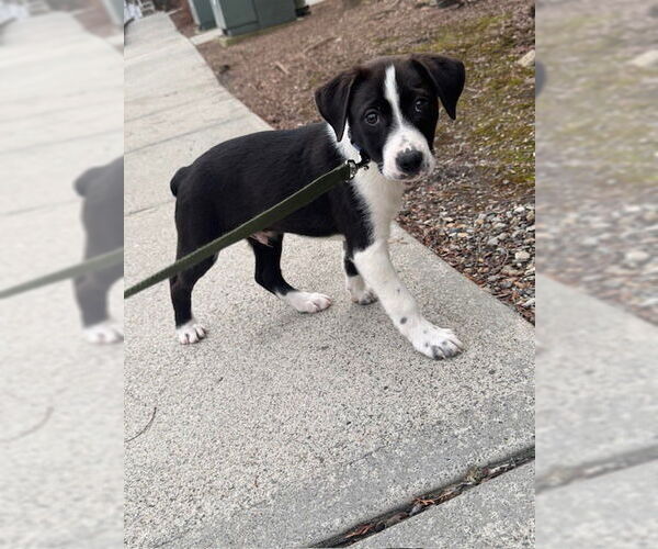 Medium Photo #4 Labrador Retriever-Unknown Mix Puppy For Sale in Brewster, NY, USA