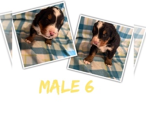 Medium Bernese Mountain Dog