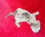 Small #4 American Bully