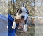 Puppy Puppy 5 American Bully