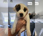 Small #1 American Pit Bull Terrier-American Staffordshire Terrier Mix