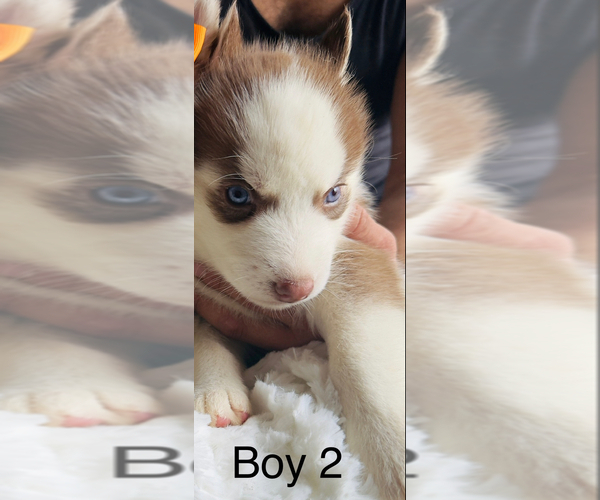 Medium Photo #6 Siberian Husky Puppy For Sale in HIRAM, GA, USA