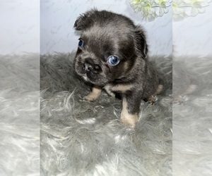 Medium French Bulldog