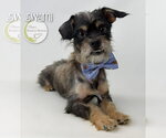 Small #1 Pug Mix