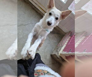 Shiba Inu-Unknown Mix Dogs for adoption in Agoura Hills, CA, USA