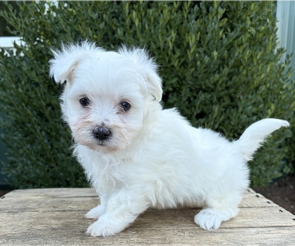 Medium Photo #2 Maltese Puppy For Sale in MIDDLEBURY, IN, USA