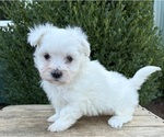 Small #1 Maltese