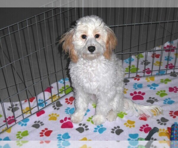 Medium Photo #1 Cavapoo-Poodle (Miniature) Mix Puppy For Sale in ORO VALLEY, AZ, USA