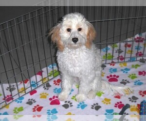 Cavapoo-Poodle (Miniature) Mix Puppy for sale in ORO VALLEY, AZ, USA