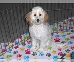 Small Cavapoo-Poodle (Miniature) Mix