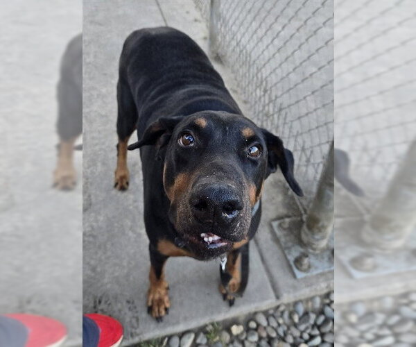 Medium Photo #4 Doberman Pinscher Puppy For Sale in Sacramento, CA, USA