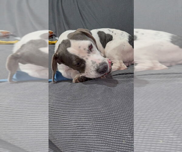 Medium Photo #4 American Pit Bull Terrier-Basset Hound Mix Puppy For Sale in Salt Lake City, UT, USA