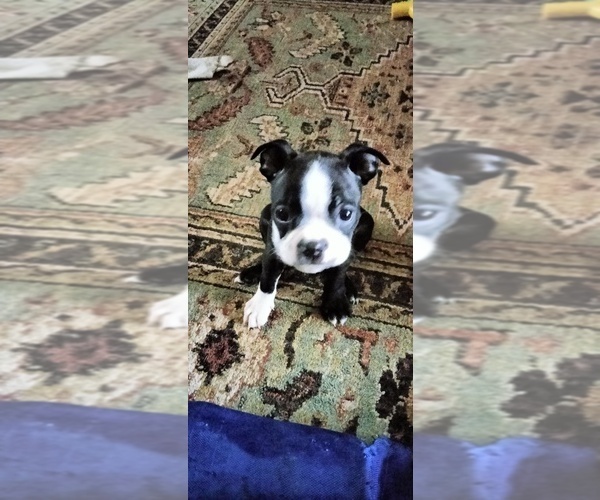Medium Photo #8 Boston Terrier Puppy For Sale in LIVERPOOL, TX, USA