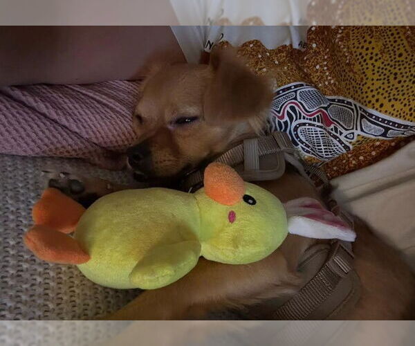 Medium Photo #3 Chihuahua-Unknown Mix Puppy For Sale in San Diego, CA, USA