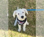 Small #1 Mutt