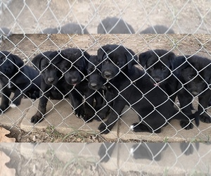 Shepradors Puppy for sale in MOUNDS, OK, USA