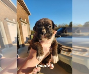 Boxer Puppy for Sale in COXS CREEK, Kentucky USA