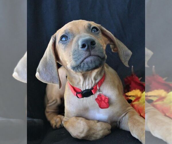Medium Photo #4 Rhodesian Ridgeback Puppy For Sale in HOLDEN, MO, USA