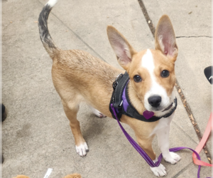 Siberian Husky-Unknown Mix Dogs for adoption in Aurora, CO, USA
