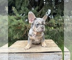 Small #3 French Bulldog