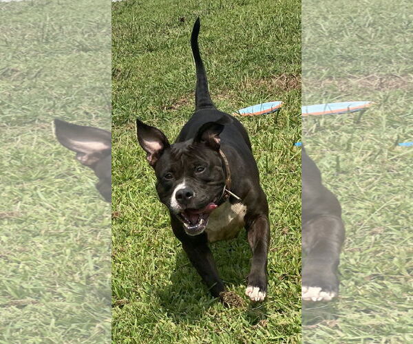 Medium Photo #3 American Pit Bull Terrier-Unknown Mix Puppy For Sale in Virginia Beach, VA, USA