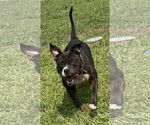 Small #2 American Pit Bull Terrier Mix