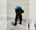 Small Labrador Retriever Mix