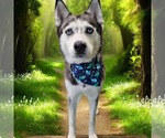 Small #1 Siberian Husky