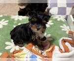 Puppy Claussen Yorkshire Terrier