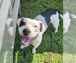 Small #1 American Pit Bull Terrier Mix
