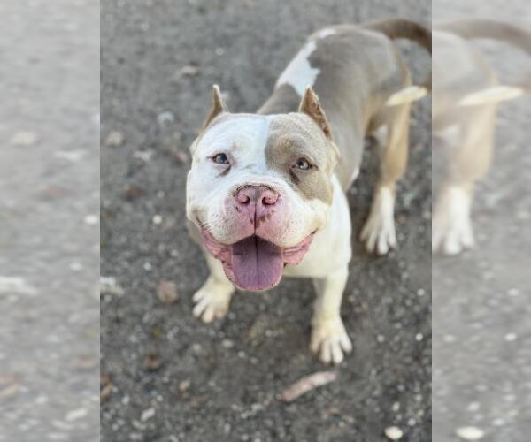 Medium Photo #1 Mutt Puppy For Sale in Santa Maria, CA, USA