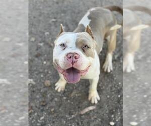 Mutt Dogs for adoption in Santa Maria, CA, USA