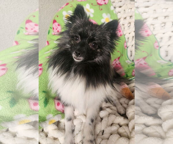Medium Photo #2 Pomeranian Puppy For Sale in Bon Carbo, CO, USA