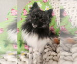 Small #1 Pomeranian