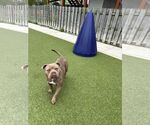 Small #3 American Pit Bull Terrier Mix